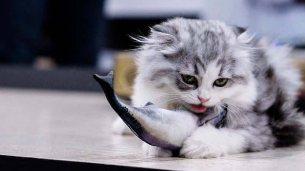 ¿Pueden los gatos comer pescado crudo? Todo lo que necesitas saber Vida con Mascotas ️
