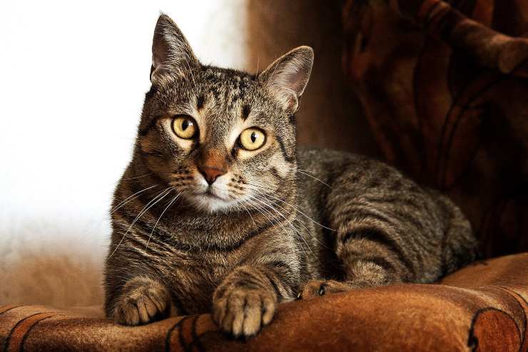 Gatos para dueños sedentarios