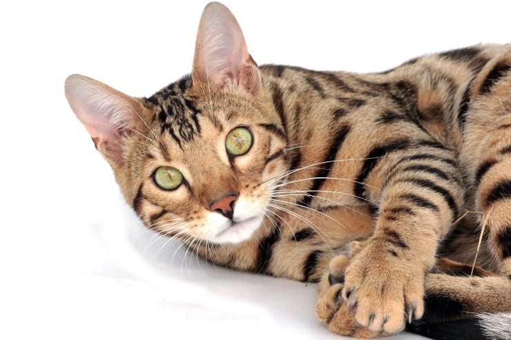 el gato esta acostado