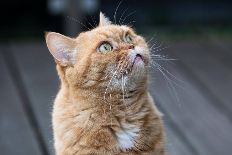 El felino concentrado