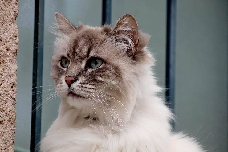 Felino mira a su alrededor