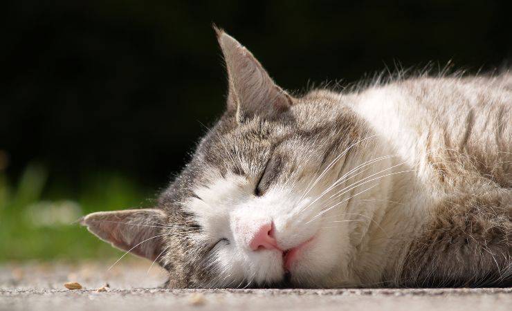 gato enfermo