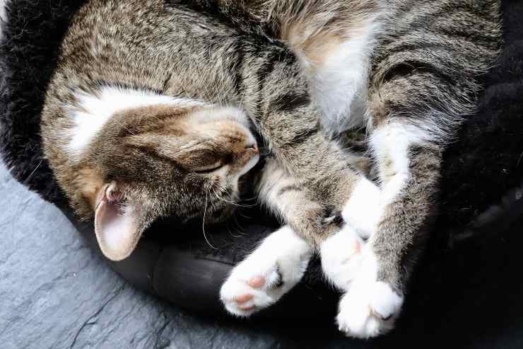 Enfermedad en el felino