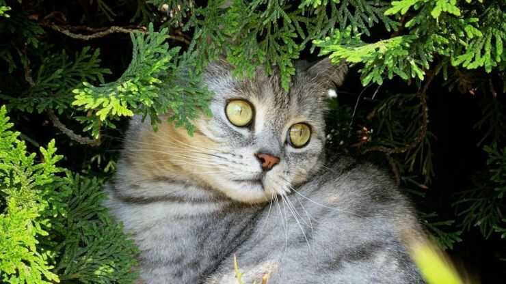 Adopta Mandalay