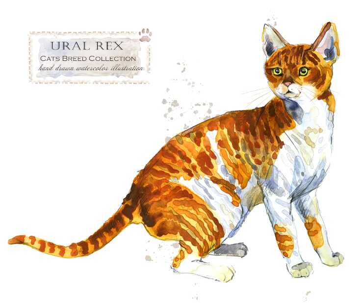 Ural Rex