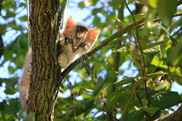 Felinos para maestros exploradores