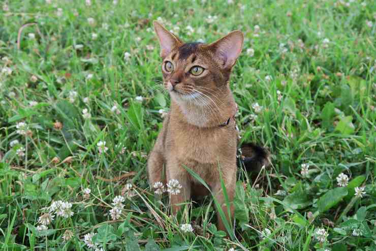 El gato libre en la hierba.