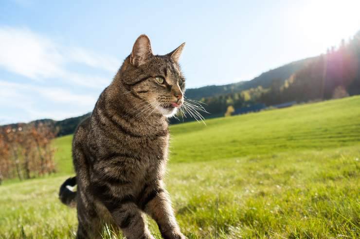 Razas de gatos para dueños de exploradores