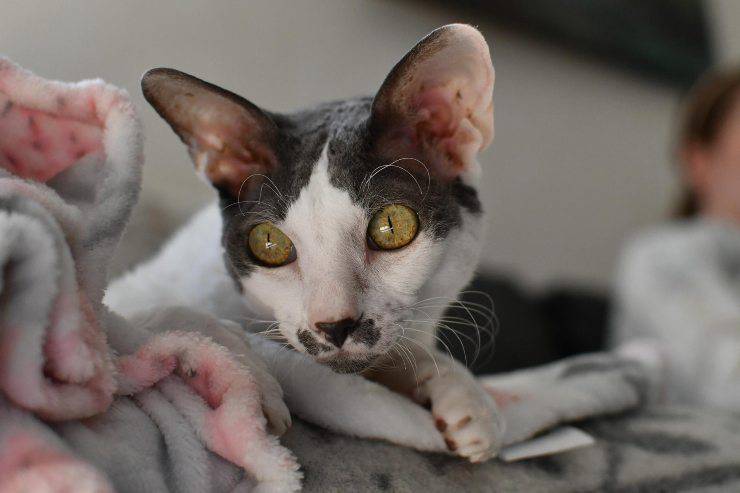 El felino aventurero