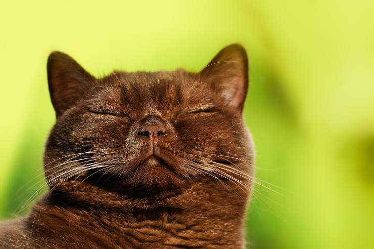 Kitty se siente libre