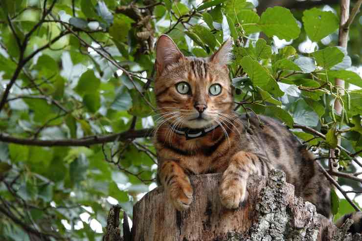 Cat explora la naturaleza