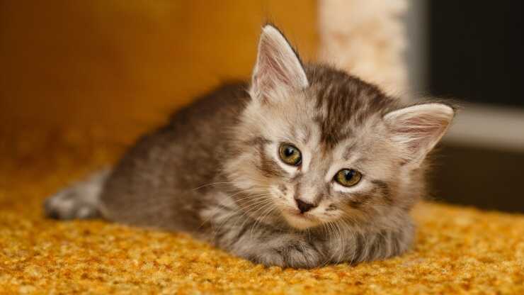 Bobtail de Carelia diferencia japonesa