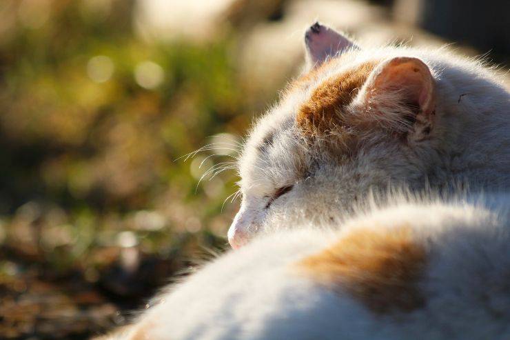 enfermedad del gato