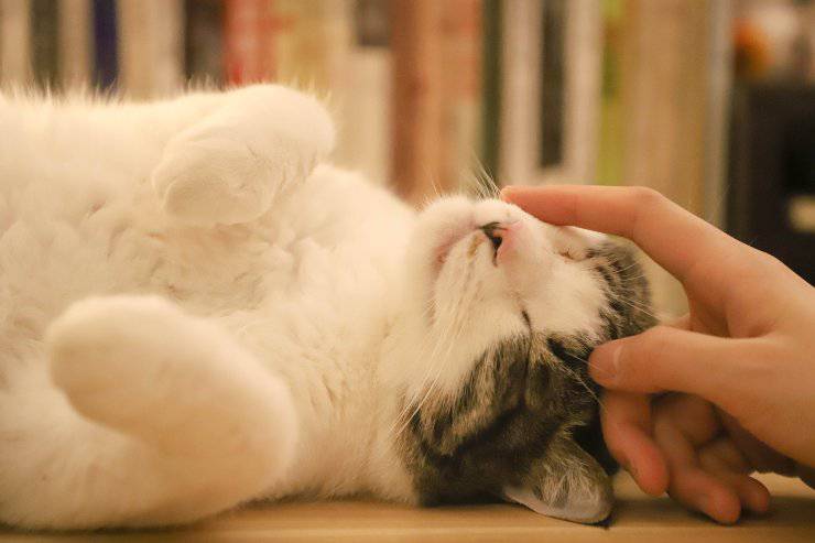 Kitty y pioderma