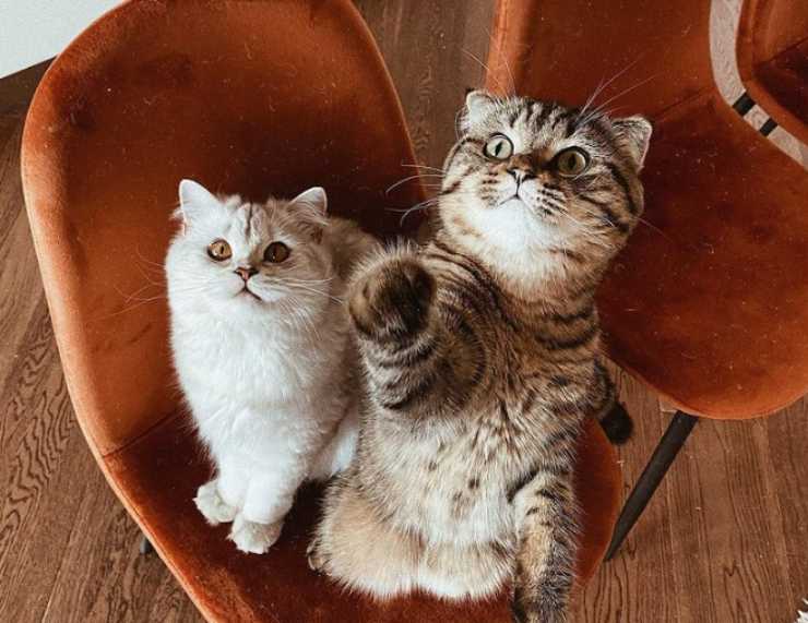Andrea Cerioli y sus gatos