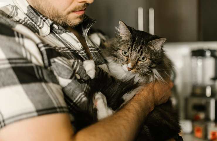 gato en brazo