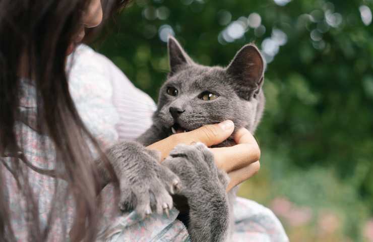 Gato agresivo con mujer