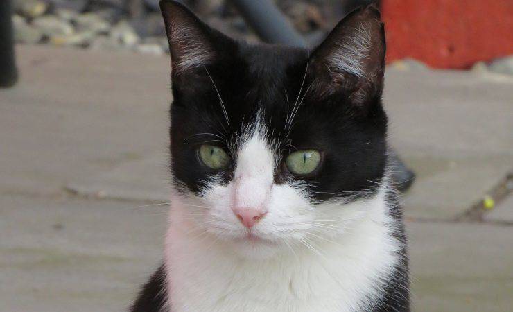 gato guardián del cementerio