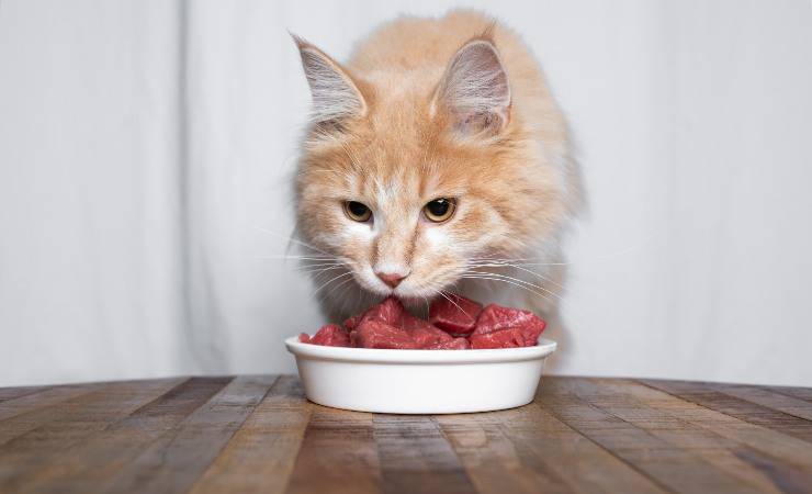 el gato es carnivoro