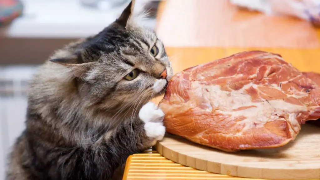 El gato es un carnívoro estricto: ¿por qué lo dicen? La verdadera razón