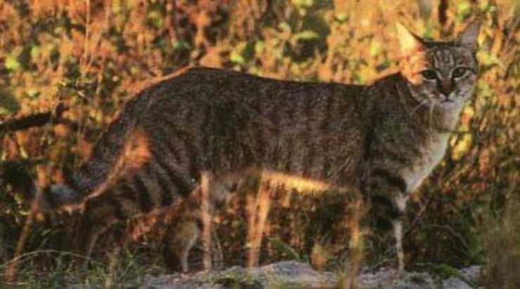 con este gato