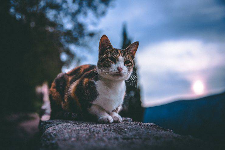 gato juega de noche