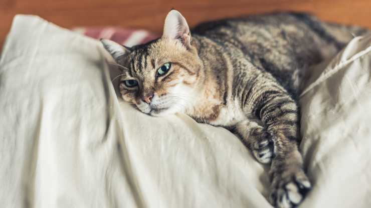 hernia de disco de gato