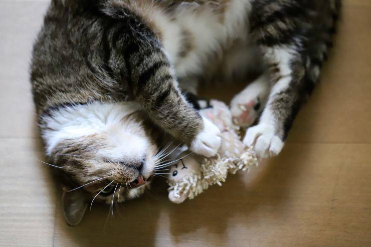 El comportamiento del gato.