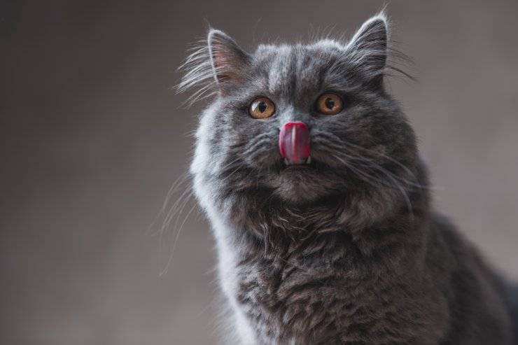 Gato pide comida pero no se la come