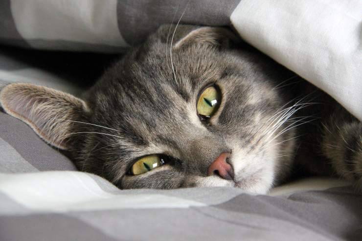 Patología del felino