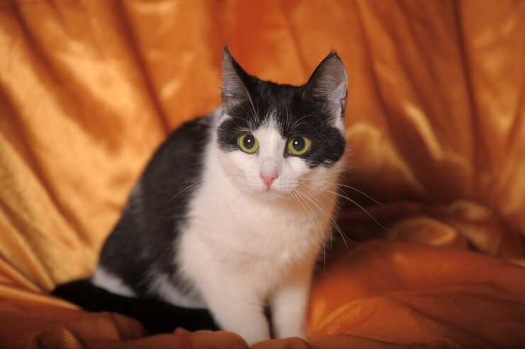 bobtail coreano