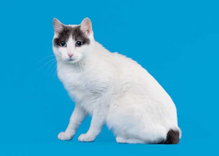 bobtail coreano