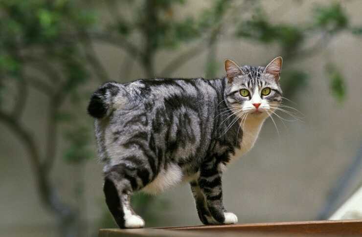 bobtail coreano