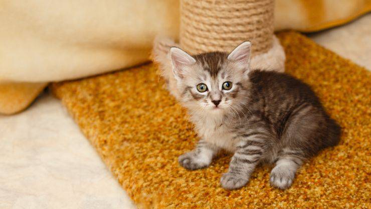 Differenza Bobtail Coreano Americano