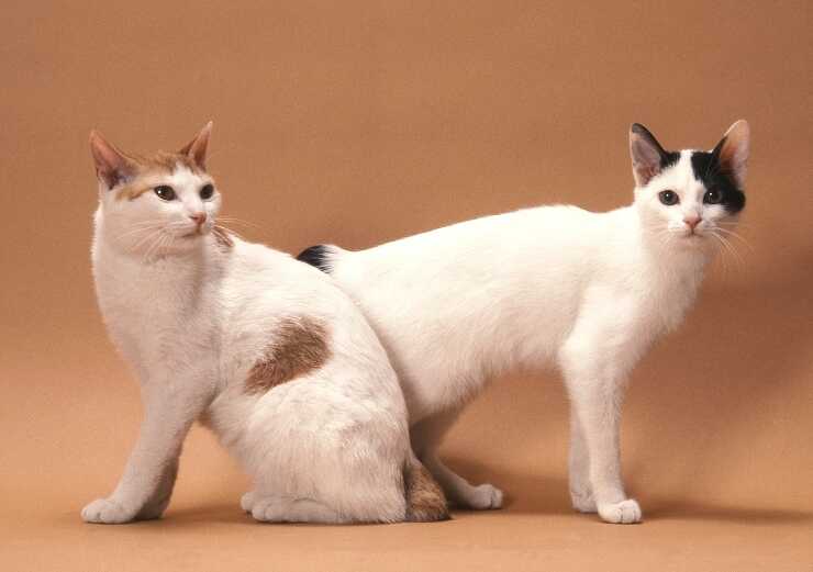 bobtail coreano