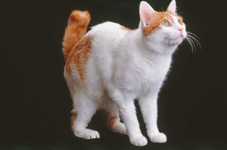bobtail coreano