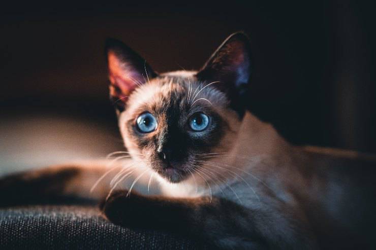 Razas de gatos que toleran las tortugas