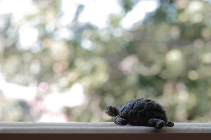 Peludas que toleran bien las tortugas