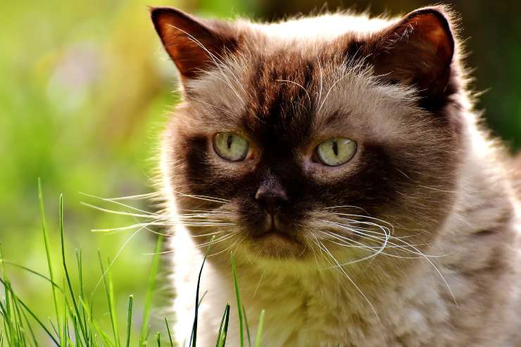 gato en la naturaleza