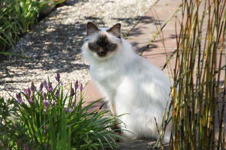 el gato en el jardin