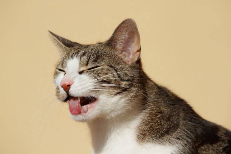 El gato tiene arcadas pero no vomita.