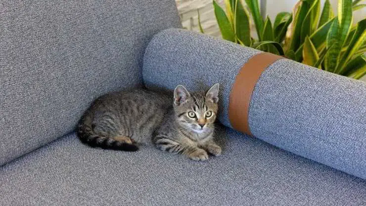 eliminar el sofá pis de gato