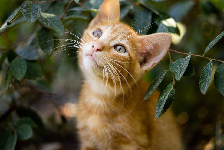 La picadura de abeja en el gato