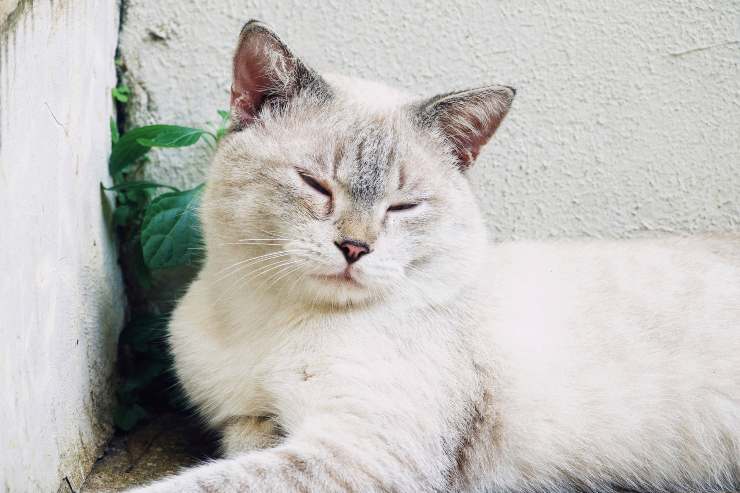 El gato picado por una abeja