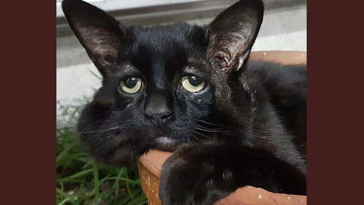 Sushi el gato con la expresión más triste del mundo (Pantalla de Twitter)