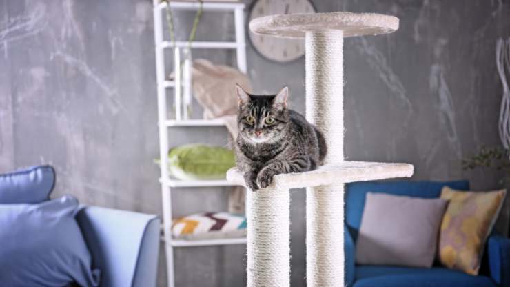limpia los rascadores para gatos
