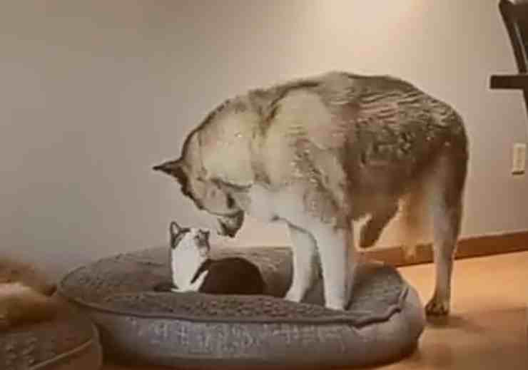 El gato le roba la perrera a su amigo el perro: la reacción del Husky - (Foto Facebook)