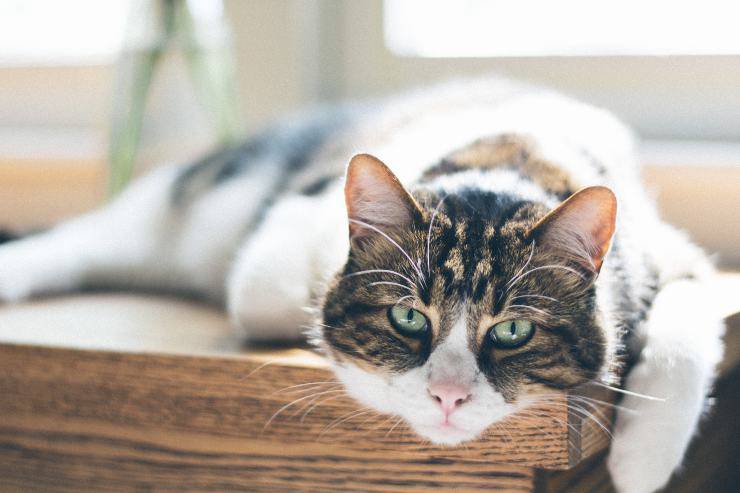 El felino se sube al armario.