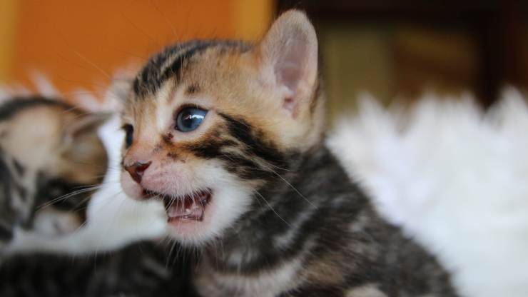 razas de gatos que maúllan