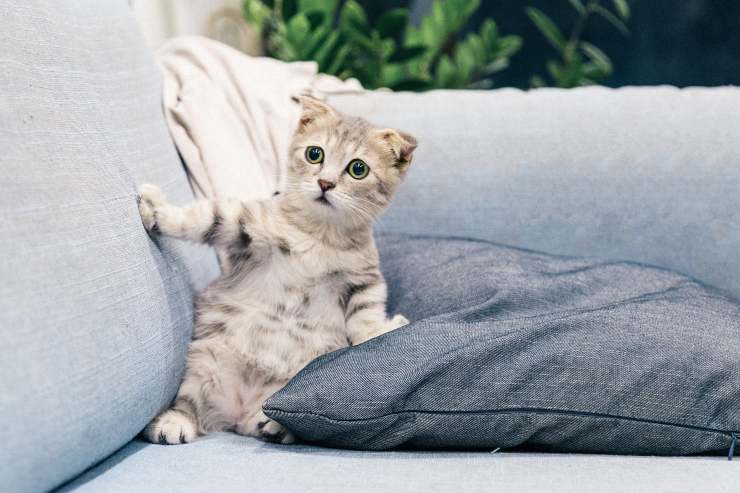el gato esta desorientado